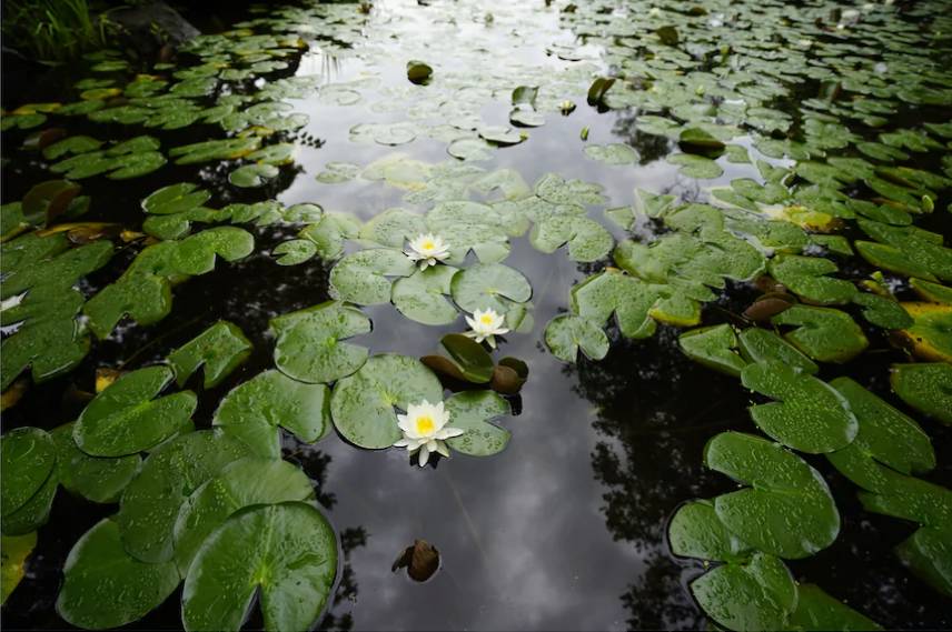 Light from the sky reflecting off a pond full of lily pads, photographed with the Sony 16-35mm f4 lens