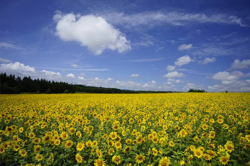 Field full of sunflowers beneath a cloudy blue sky, photographed with the Sony 16-35mm f4 lens