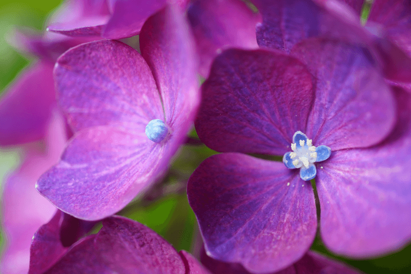 Purple hydrangea flowers, taken with the Sony ZV-E10