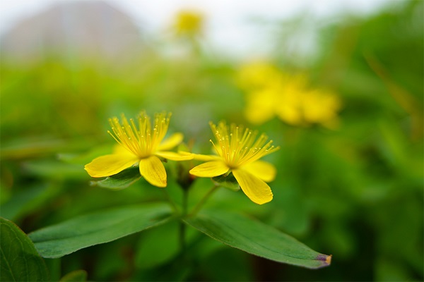 Small yellow flowers blooming amidst out-of-focus greenery, photographed with the Tamron 20mm f2.8 macro lens for Sony