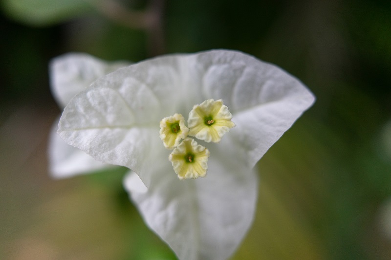 Close-up of tropical white flower with yellow centre, photographed with the Tamron 24mm f2.8 Sony lens