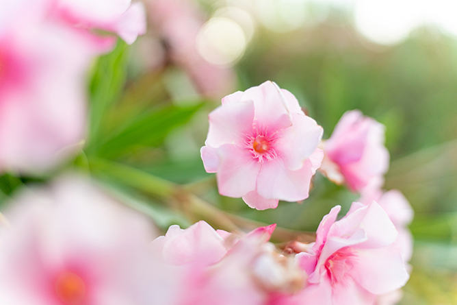 Close up of a pink flower, photo taken using the Tamron 35-150 mm f/2-2.8 Di III VXD Sony E-Mount