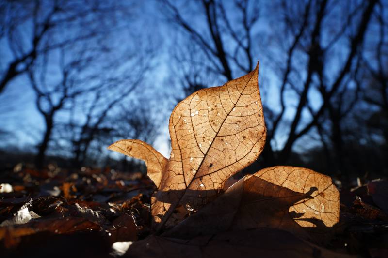 Dried brown lead on the ground, taken using the Sony FE 16-35mm f/4.0 PZ G PowerZoom Lens