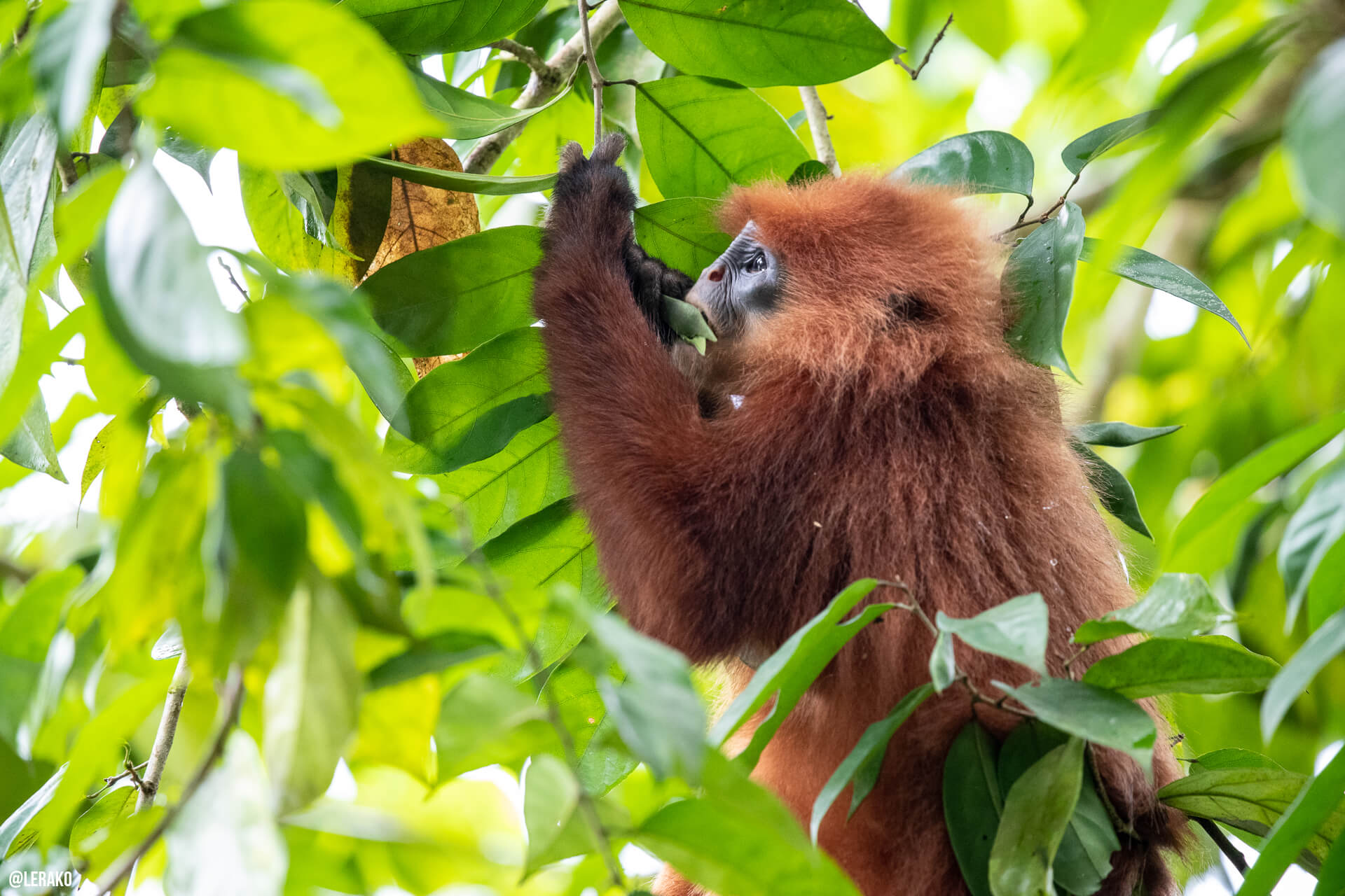 red leaf langur eating on a tree