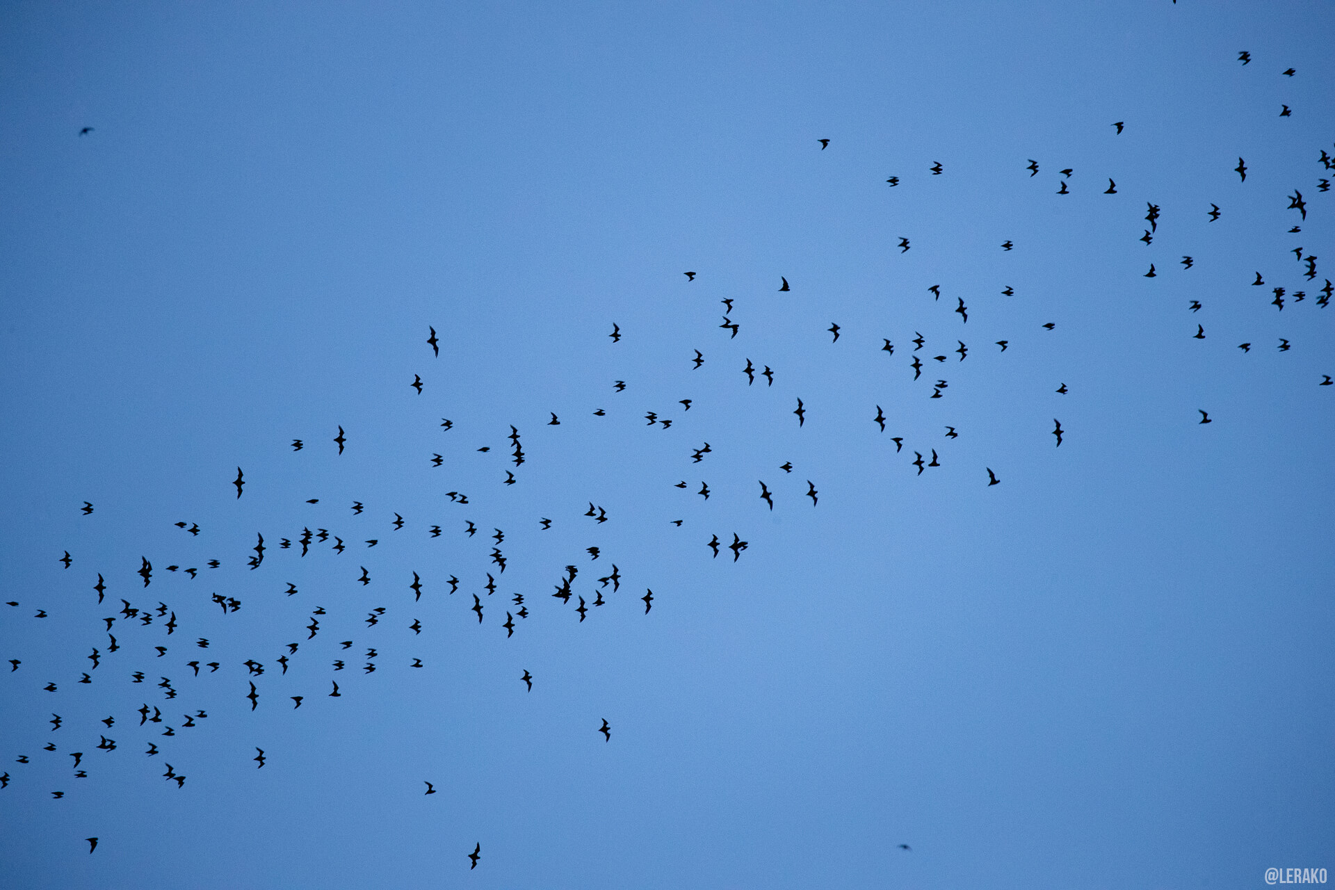 a flock of birds flying in the blue sky