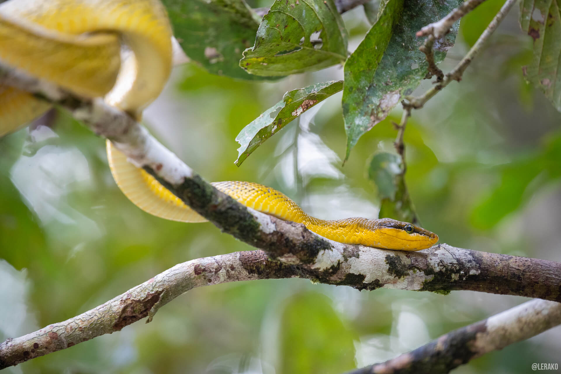 grey-tailed snake slithering on a tree branch