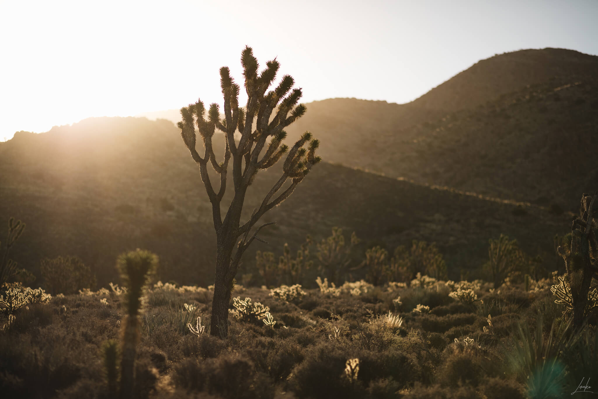 cactus in a dessert