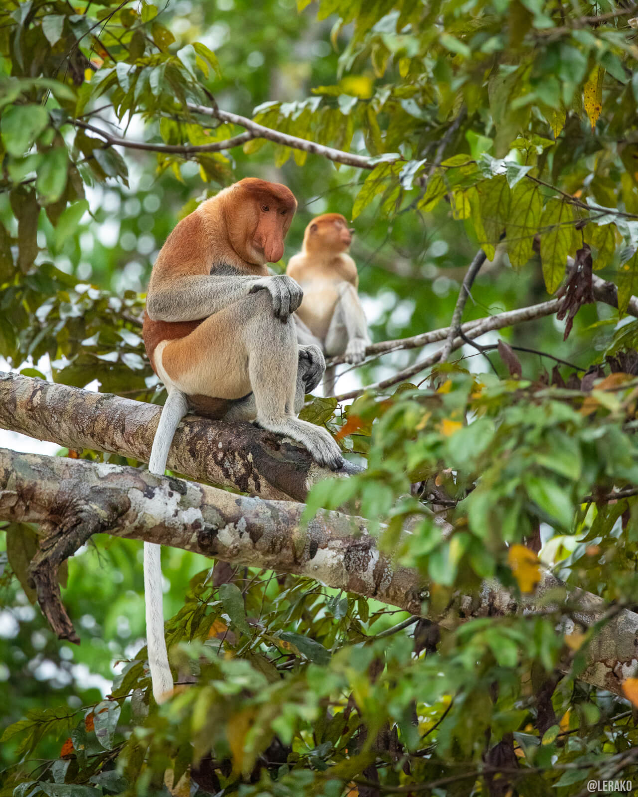 a couple of proboscis monkeys sitting on a tree