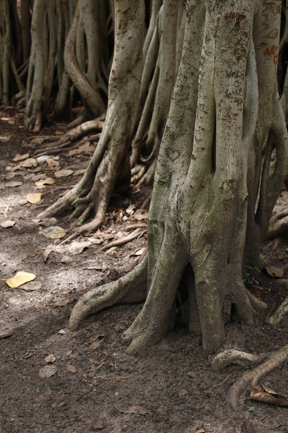 roots of a tree - solving common lighting issues