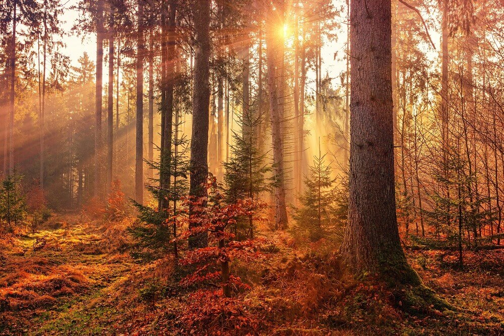 Forest in autumn season