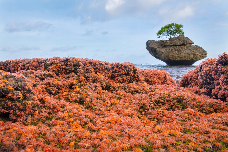 thousands of baby crabs found in christmas island