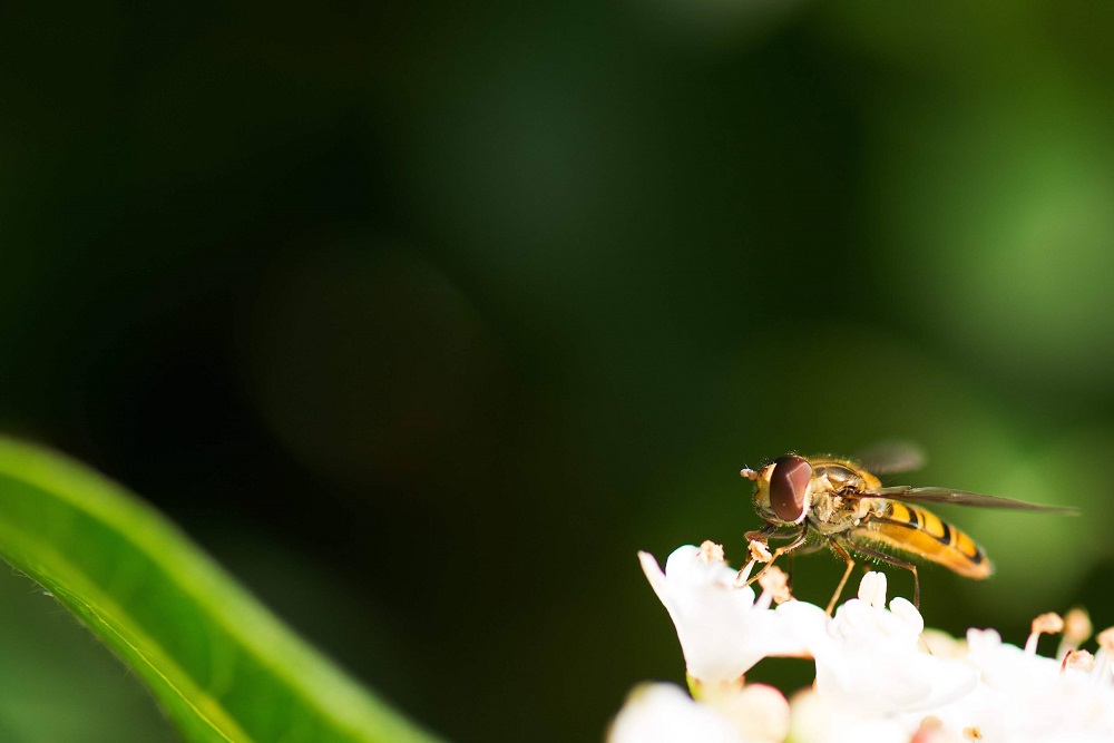 bee on a flower macro photography