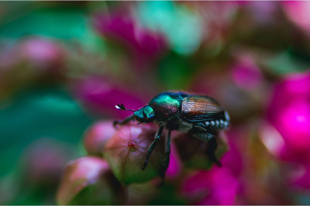 beetle macro photography