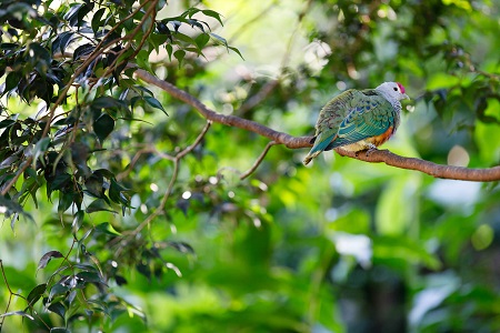 wildlife shot of a bird perched on a tree