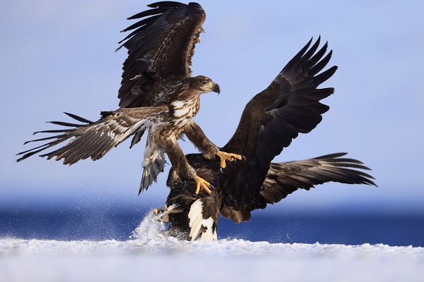 Pair of eagles fighting on snowy ground, photographed with the Canon RF 400mm f2.8 L IS USM lens