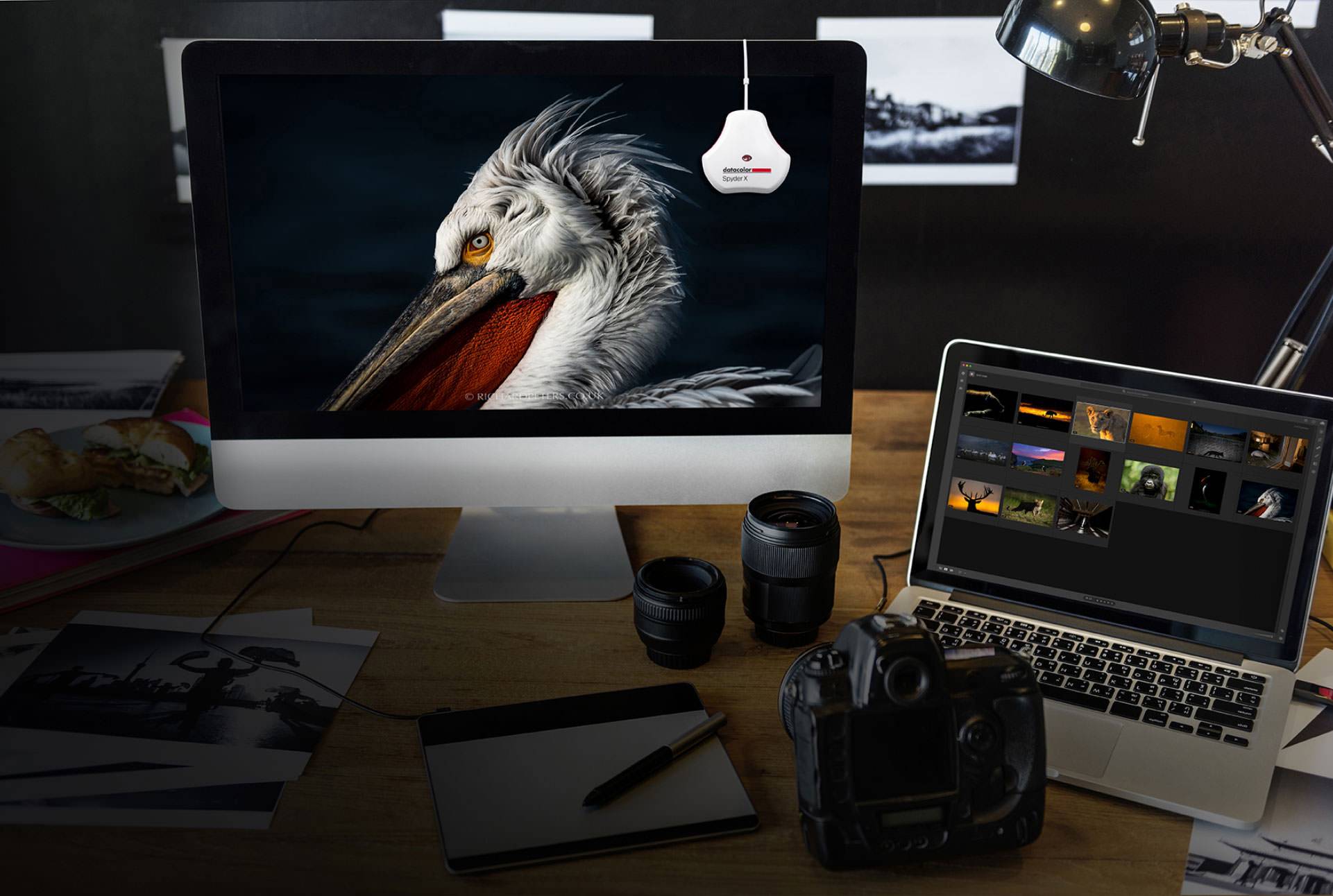 calibrating an image of a bird shown in a desktop computer