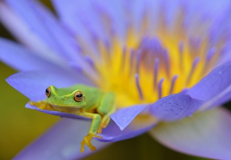 close up shot of a frog sitting on a flower