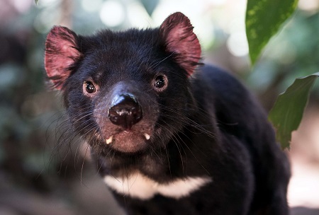 wildlife shot of a tasmanian devil