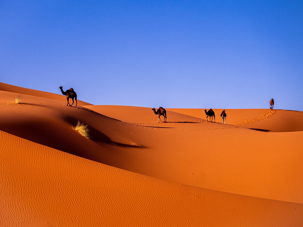 Five camels walking across the desert