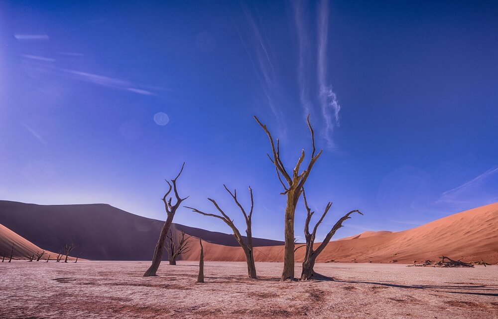 Dead trees in the middle of a desert