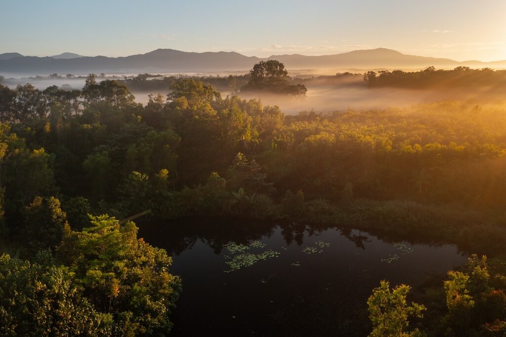 A beautiful forest during golden hour