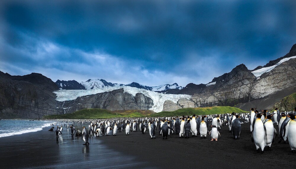 Penguins by the beach