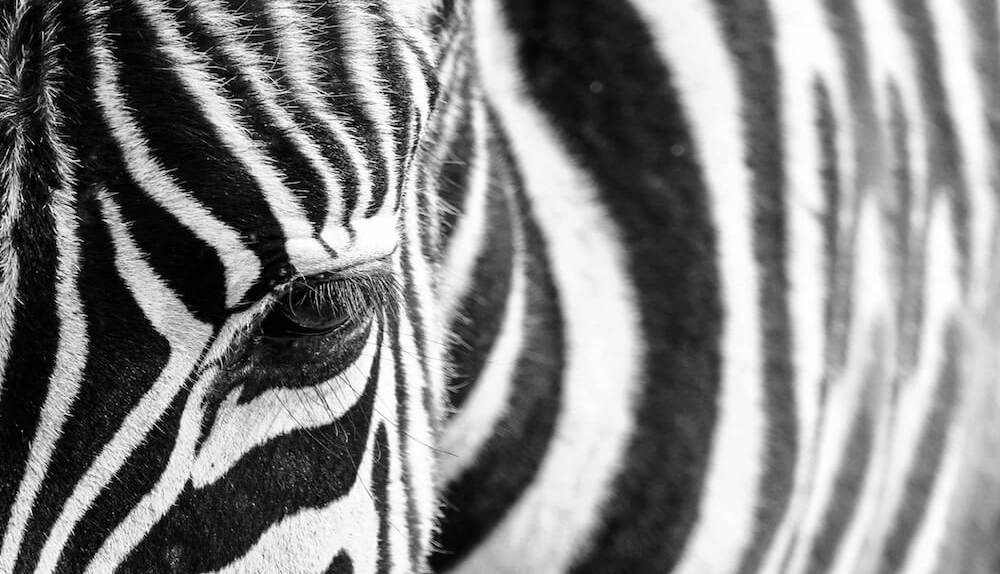 Close up of a zebra