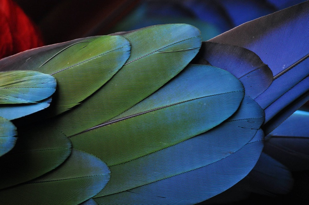 feathers of a parrot macro photography