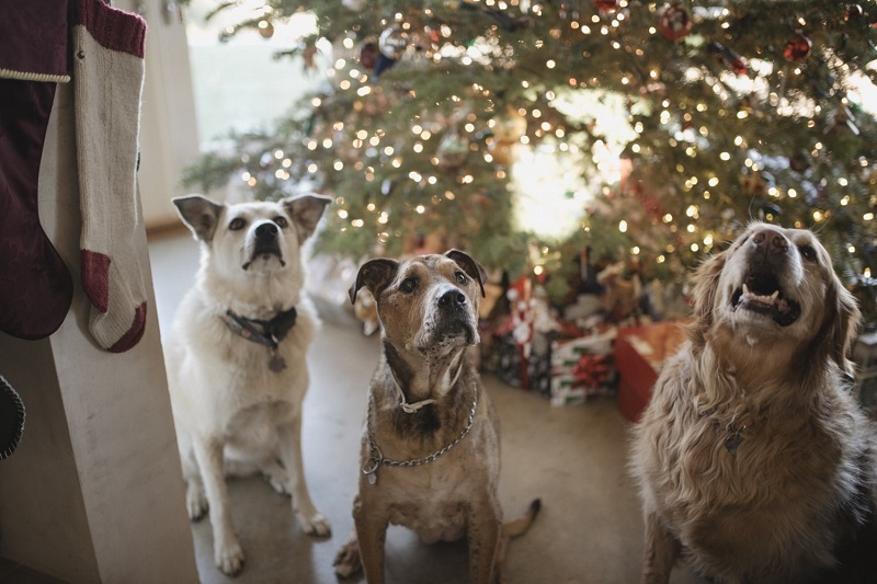 three dogs waiting under the christmass tree