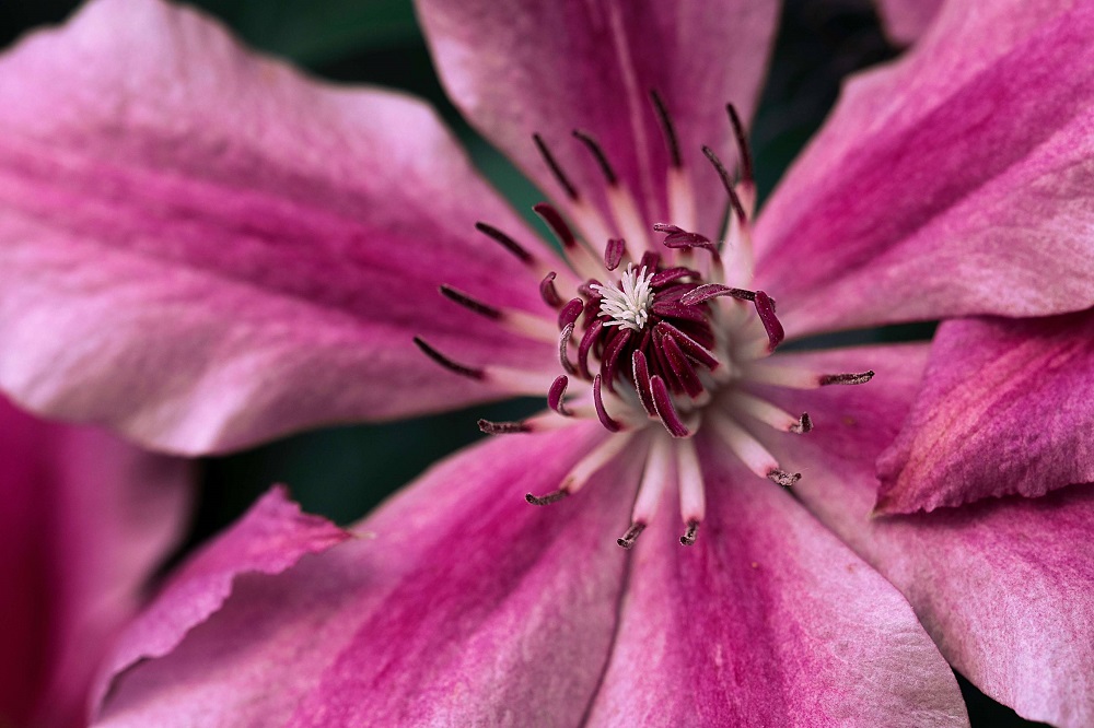 flower petals macro photography