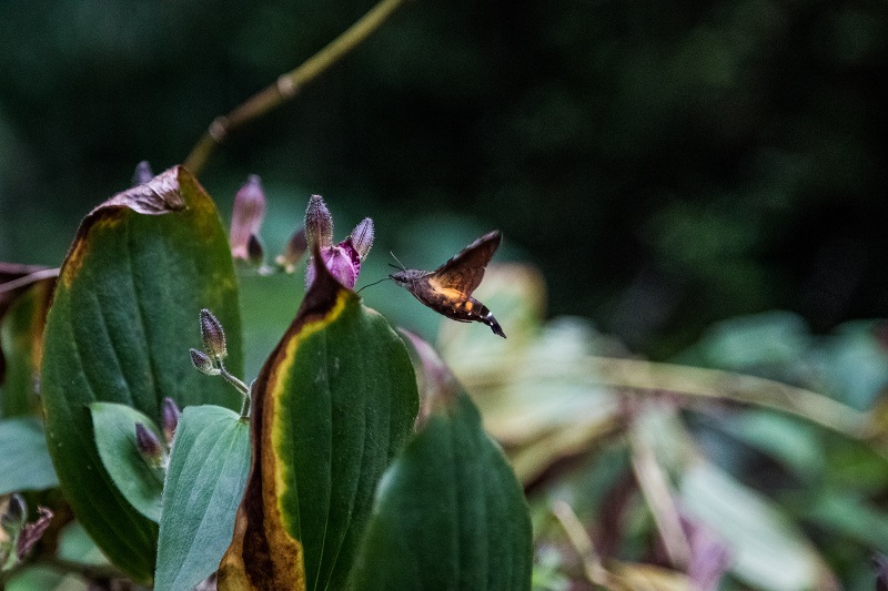 photo of flowers and a butterfly taken using a back button focus