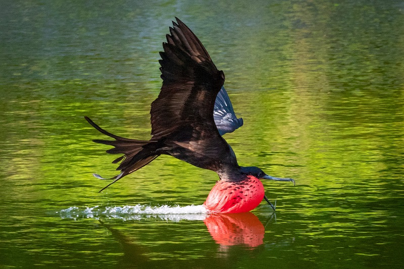 christmas island frigate bird flying above a body of water