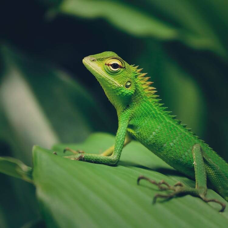 green-lizard-macro-photography-shot-small-aperture