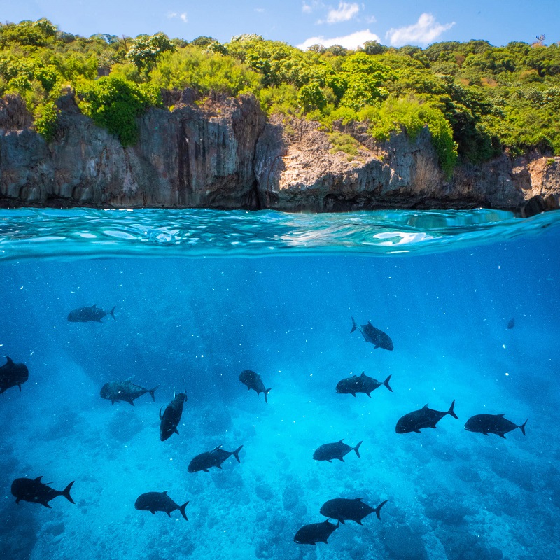 marine life in christmas island