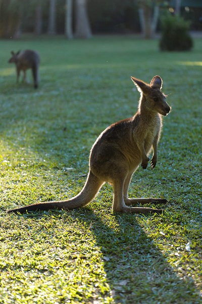 wildife shot of a kangaroo