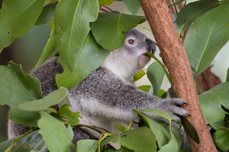 koala eating on a tree