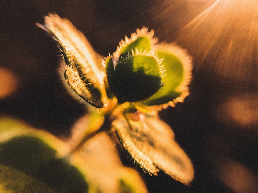 leaves macro photography