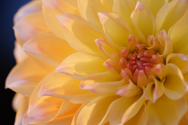 Close-up of yellow-petalled flower, photographed with the Panasonic LUMIX S 70-300mm F4.5-5.6 MACRO O.I.S. lens