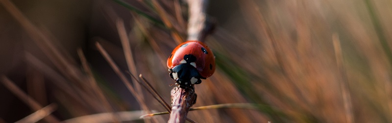 lady bug on a branch