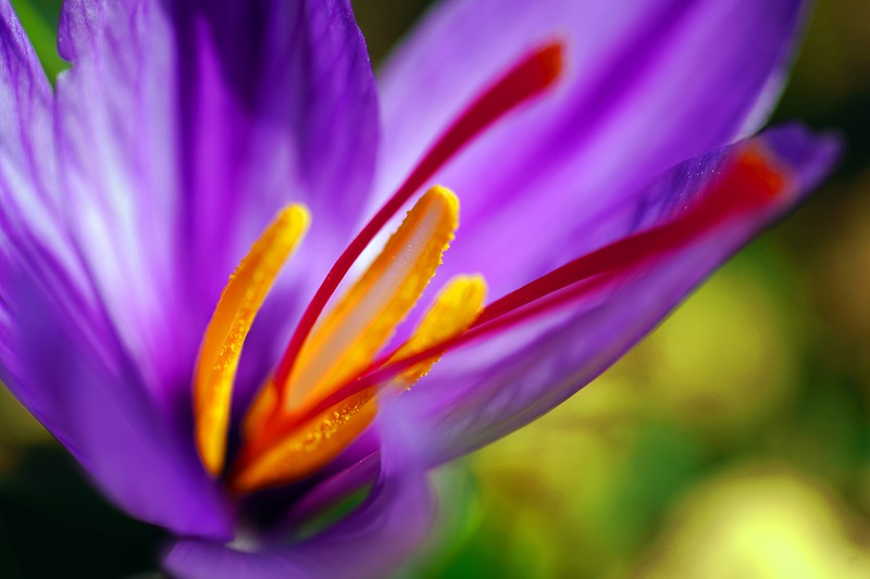 macro shot of a purple flower