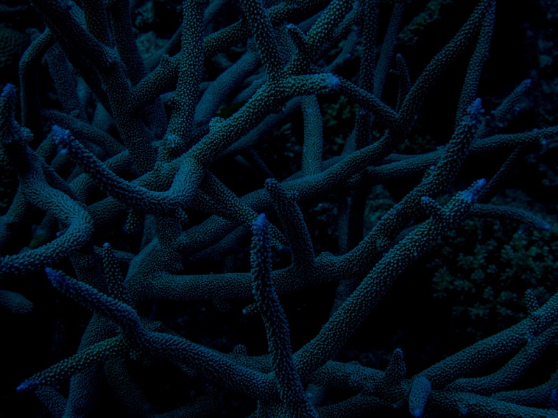 underwater photo of blue corals