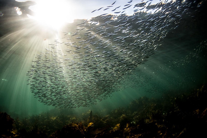 underwater photo of a school of fish