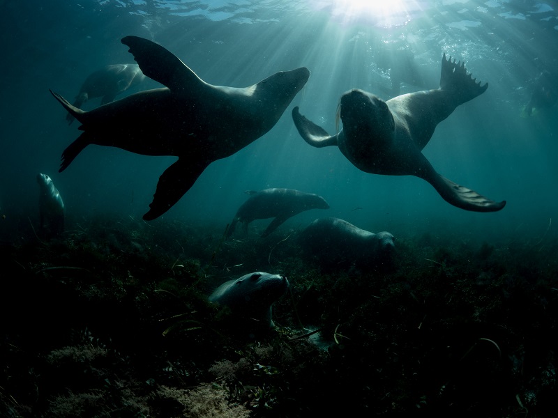 underwater photo of sea lions eating grass