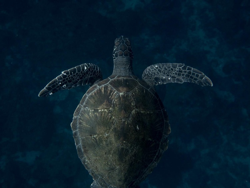 underwater photo of a green sea turtle