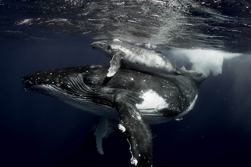 underwater photo of a whale and its calf