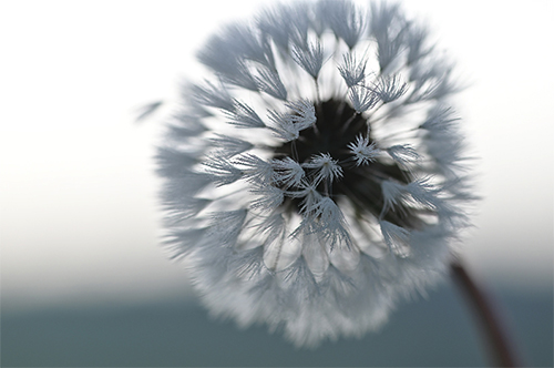 Close-up of white dandelion head shot on the Nikon D780