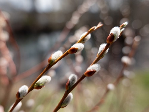 Close-up of white cotton-like flowers, photographed with the Panasonic LUMIX S 20-60mm f3.5-5.6 lens 