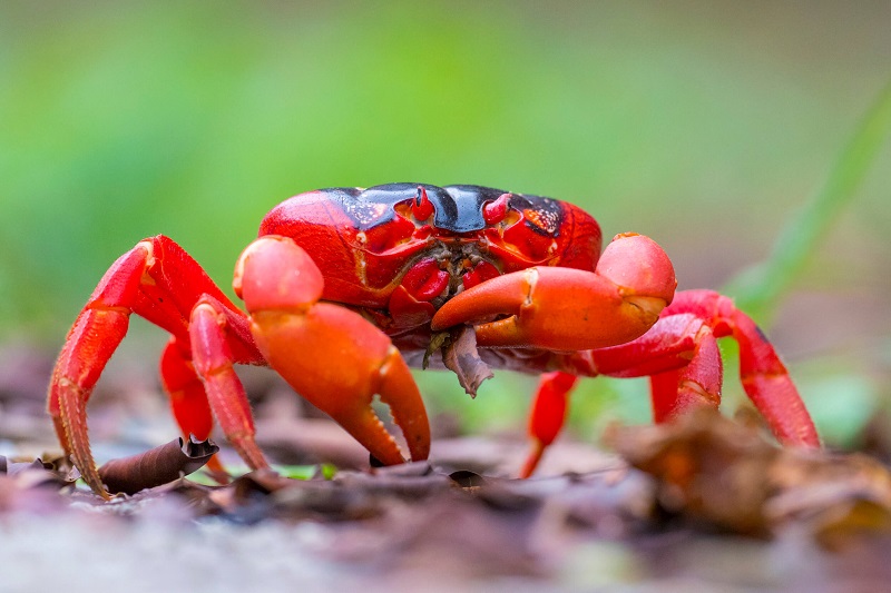 red crab found in christmas island