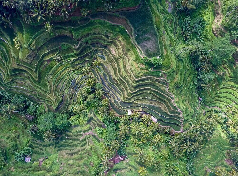 Aerial shoot of a green rice paddy field