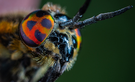 macro shot of a bug's compound eyes